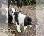 Small #1 Poodle (Standard)