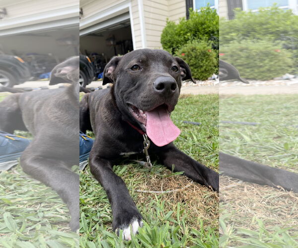 Medium Photo #10 Boxador Puppy For Sale in Holly Springs, NC, USA