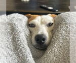 Small #3 Chihuahua Mix