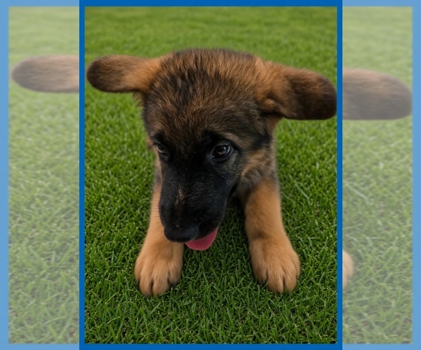 Medium Photo #1 German Shepherd Dog Puppy For Sale in NAPLES, FL, USA