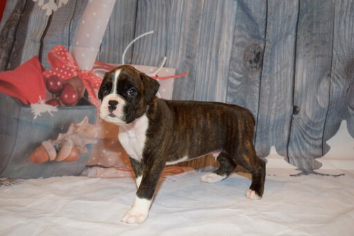 Medium Photo #9 Boxer Puppy For Sale in CHILHOWEE, MO, USA