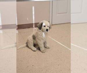 Great Bernese Puppy for sale in SPRING CITY, TN, USA