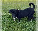Small #2 Beagle Mix