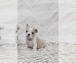 Small English Bulldog-French Bulldog Mix