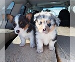 Image preview for Ad Listing. Nickname: CKC litter