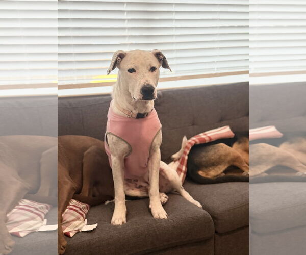 Medium Photo #9 Labrador Retriever-Unknown Mix Puppy For Sale in The Woodlands, TX, USA