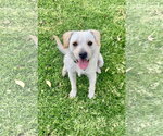 RINGO - Male Mutt Dog for Adoption - Small photo