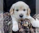 Puppy Tanner English Cream Golden Retriever