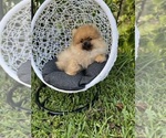 Small Photo #4 Pomeranian Puppy For Sale in SUNNY ISL BCH, FL, USA