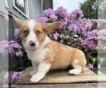 Small #1 Pembroke Welsh Corgi
