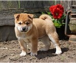 Small Photo #4 Shiba Inu Puppy For Sale in FREDERICKSBG, OH, USA