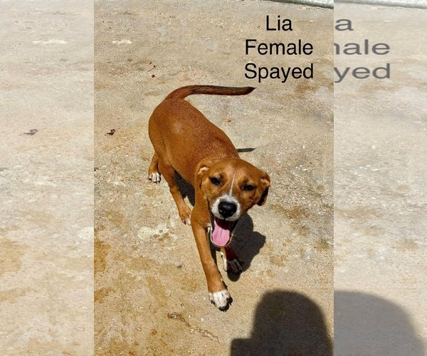 Medium Photo #1 Beagle-Unknown Mix Puppy For Sale in Virginia Beach, VA, USA