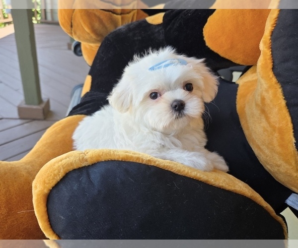 Medium Photo #9 Maltese Puppy For Sale in SANTA CLARITA, CA, USA