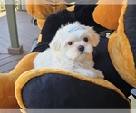 Small #1 Maltese