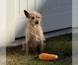 Chihuahua-Unknown Mix Dogs for adoption in Salt Lake City, UT, USA