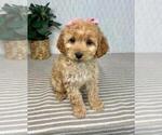 Small #3 Cavapoo