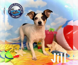 Jill - Female Taco Terrier Dog for Adoption - Photo #6
