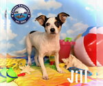 Small Photo #6 Taco Terrier Puppy For Sale in Arcadia, FL, USA