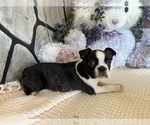 Puppy Sally Boston Terrier