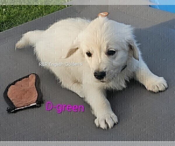 Medium Photo #24 English Cream Golden Retriever Puppy For Sale in BROWNSTOWN, MI, USA