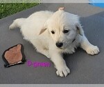 Small #23 English Cream Golden Retriever