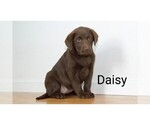 Small Photo #12 Labrador Retriever Puppy For Sale in CLARE, MI, USA