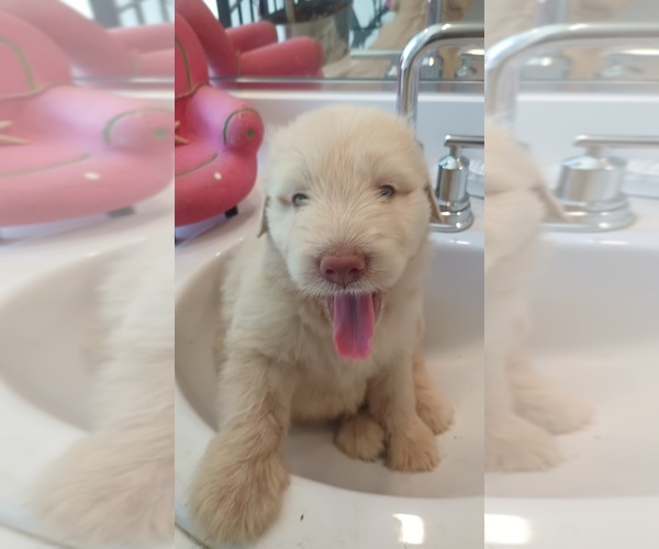 Medium Photo #4 Shepadoodle Puppy For Sale in DIXON, CA, USA