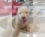Small #3 Shepadoodle