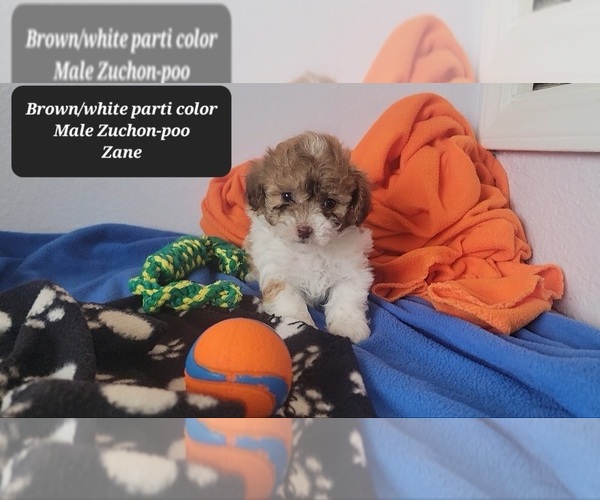 Medium Photo #2 Zuchon Puppy For Sale in TUCSON, AZ, USA