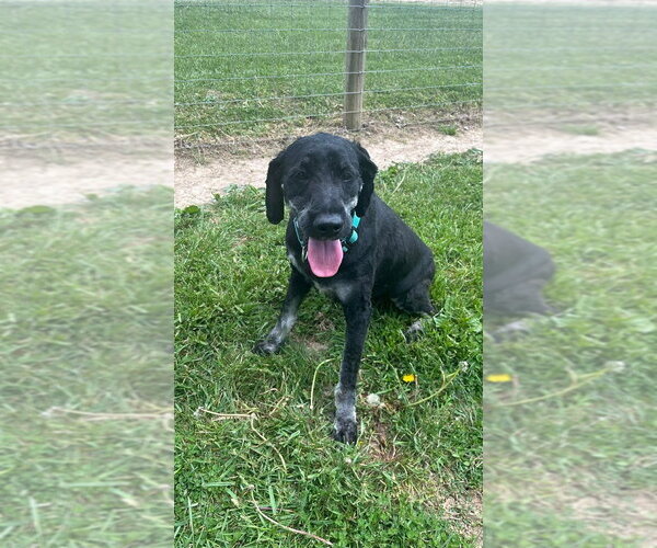 Medium Photo #2 Labrador Retriever-Unknown Mix Puppy For Sale in Osgood, IN, USA