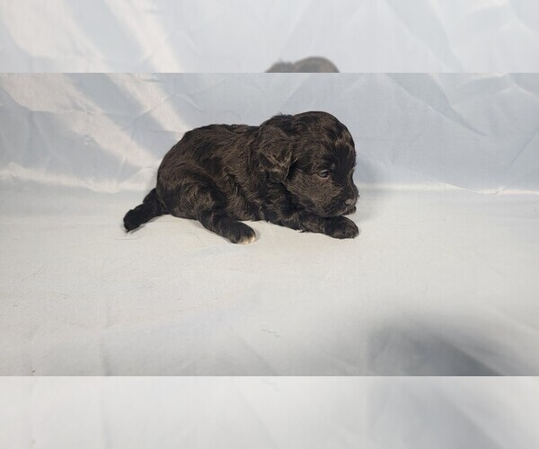 Medium Photo #4 Bernedoodle (Miniature) Puppy For Sale in PEYTON, CO, USA