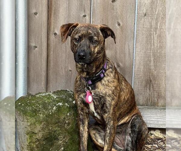Medium Photo #9 Labrador Retriever-Unknown Mix Puppy For Sale in San Diego, CA, USA