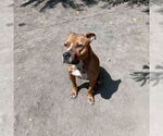 Small #1 American Pit Bull Terrier Mix