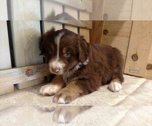 Australian Shepherd Puppy for sale in JEROMESVILLE, OH, USA