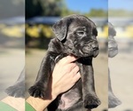 Small Photo #13 Cane Corso Puppy For Sale in BELGRADE, MT, USA