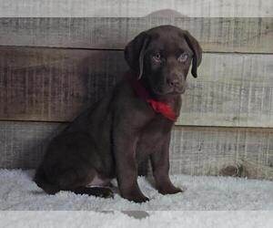 Labrador Retriever Puppy for sale in JASONVILLE, IN, USA