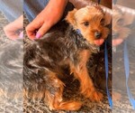 Small Photo #3 Yorkshire Terrier Puppy For Sale in CORRALES, NM, USA