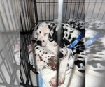 Small #3 Dalmatian