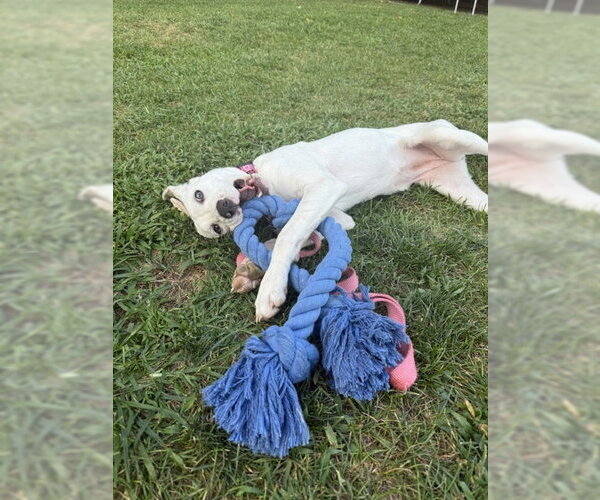Medium Photo #3 Labrador Retriever-Unknown Mix Puppy For Sale in Oakhurst, NJ, USA