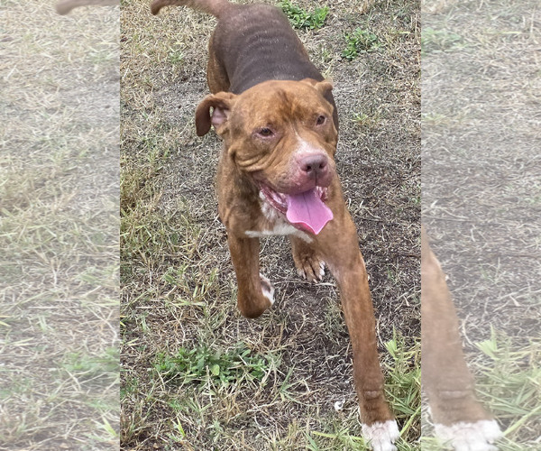 Medium Photo #3 Mastiff-Staffordshire Bull Terrier Mix Puppy For Sale in Houston, TX, USA