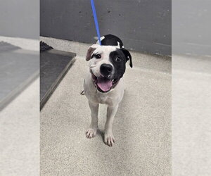 Staffordshire Bull Terrier-Unknown Mix Dogs for adoption in Tallahassee, FL, USA