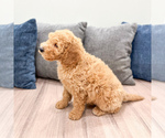 Small #2 Miniature Labradoodle