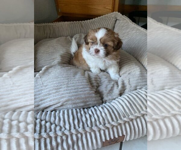 Medium Photo #7 Shih Tzu Puppy For Sale in BRISTOL, IN, USA