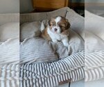 Small #1 Shih Tzu