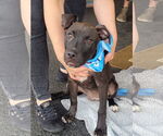 Small #4 Labrador Retriever Mix