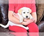Small Photo #3 Labrador Retriever-Samoyed Mix Puppy For Sale in SUGAR CITY, ID, USA