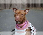 Small #9 Bullboxer Pit