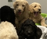 Small Goldendoodle