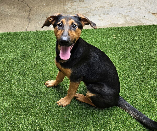 Medium Photo #5 Doberman Pinscher-German Shepherd Dog Mix Puppy For Sale in Chicago, IL, USA