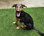 Small #4 Doberman Pinscher-German Shepherd Dog Mix